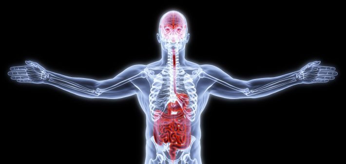 Transparente anatomische Darstellung des menschlichen Körpers mit Fokus auf Magen-Darm-Trakt und inneren Organen - Symbolbild für Verdauungssystem und Gesundheitsanalyse